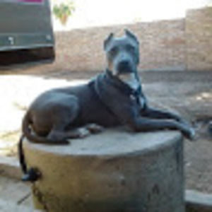 Meet your Posher, Roberto